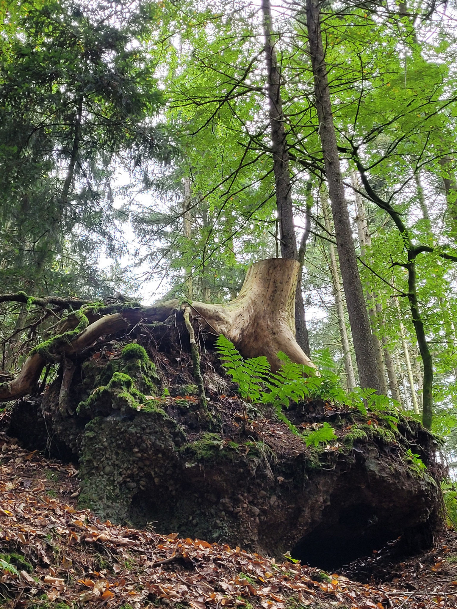 20231015114008 20231015 114007